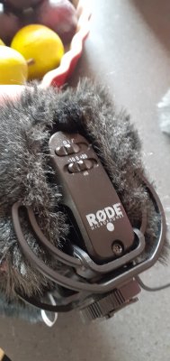 Reinhardt vindpels til videomikrofon